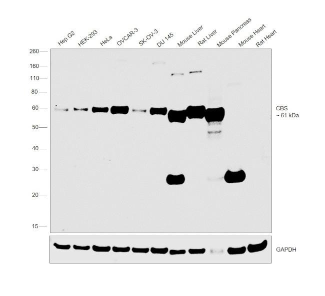 CBS Antibody