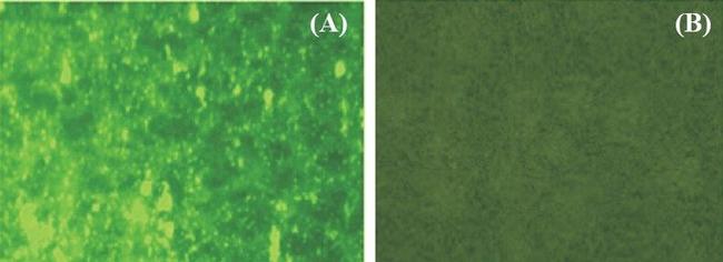 Dengue Virus Type 2 NS5 Antibody in Immunocytochemistry (ICC/IF)