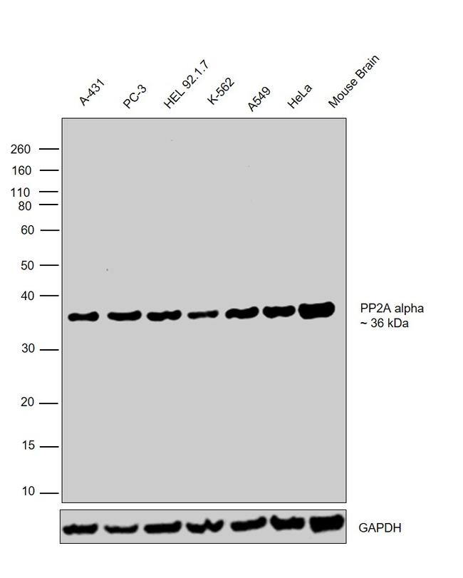 PP2A alpha Antibody in Western Blot (WB)