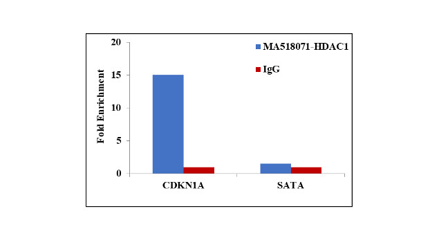 HDAC1 Antibody in ChIP Assay (ChIP)