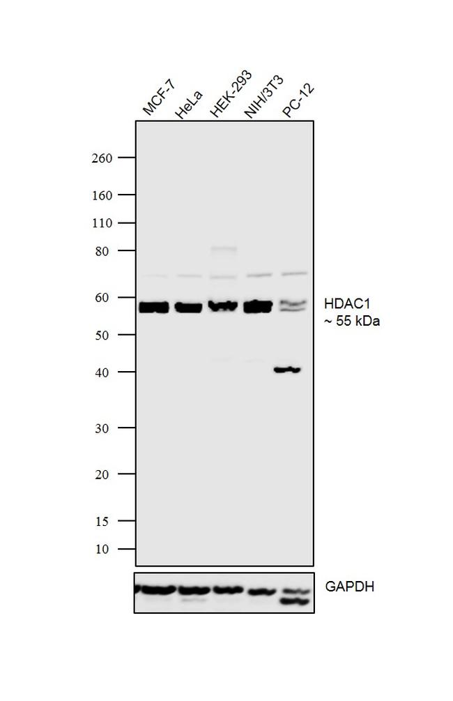 HDAC1 Antibody in Western Blot (WB)