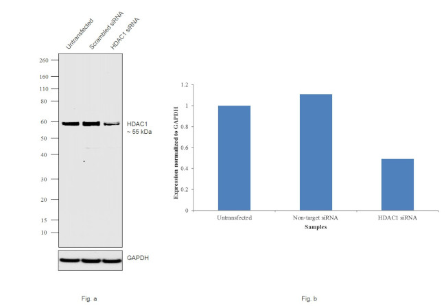 HDAC1 Antibody