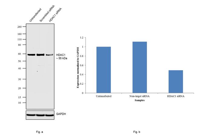 HDAC1 Antibody in Western Blot (WB)