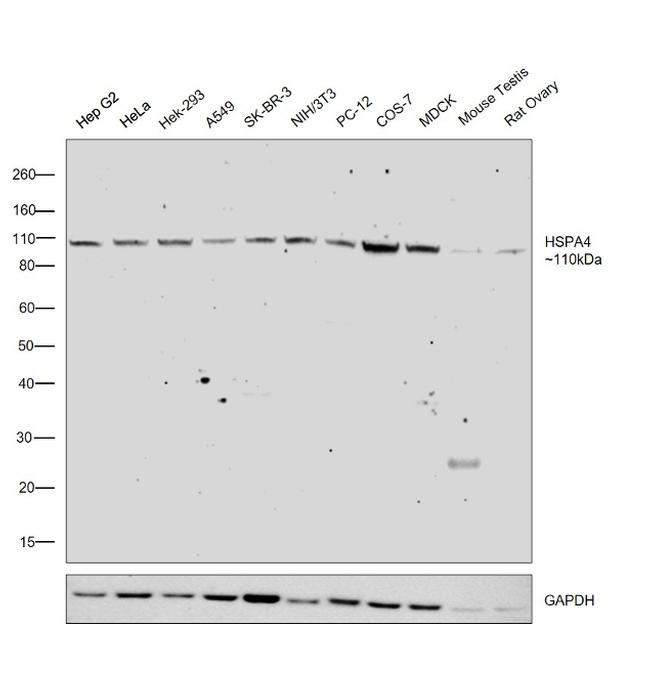 HSPA4 Antibody in Western Blot (WB)