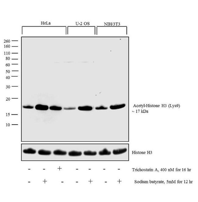 H3K9ac Antibody