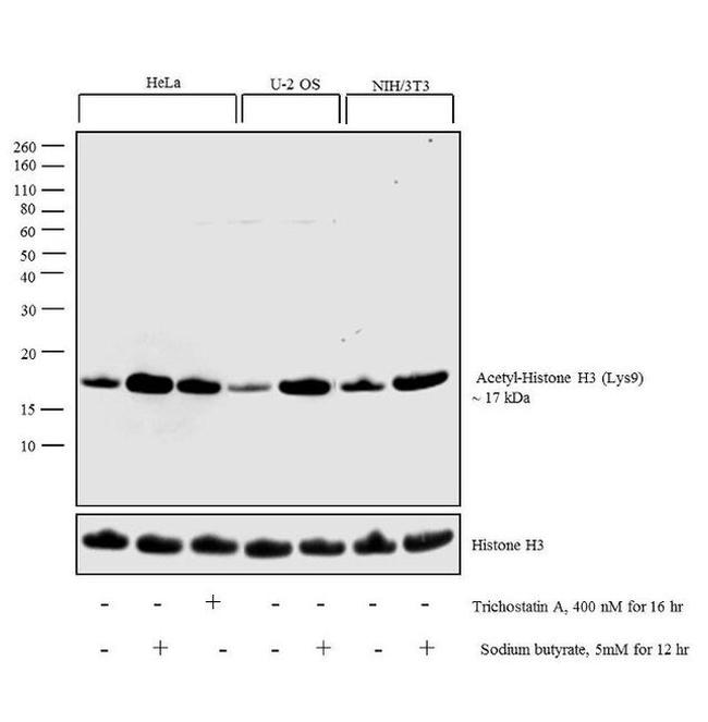 H3K9ac Antibody in Western Blot (WB)