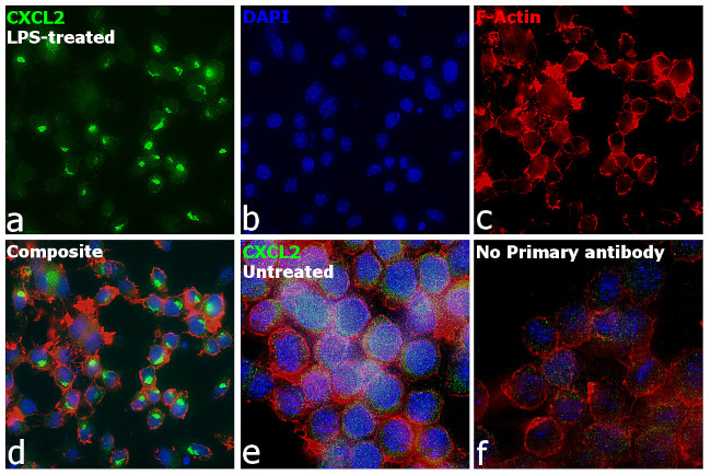 CXCL2 Antibody in Immunocytochemistry (ICC/IF)