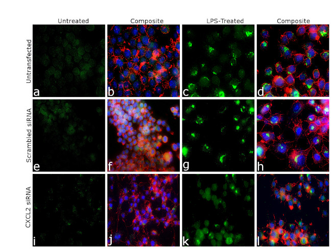 CXCL2 Antibody in Immunocytochemistry (ICC/IF)