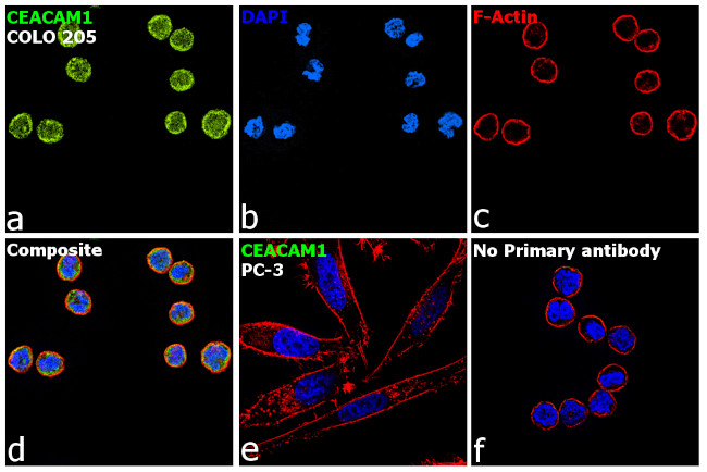 CEACAM1 Antibody in Immunocytochemistry (ICC/IF)