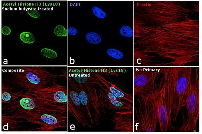 H3K18ac Antibody