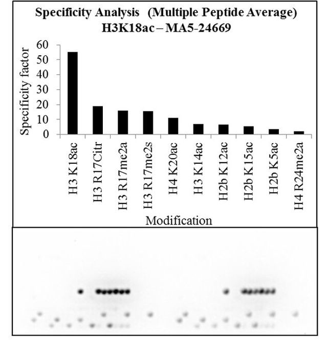 H3K18ac Antibody in Peptide array (Array)