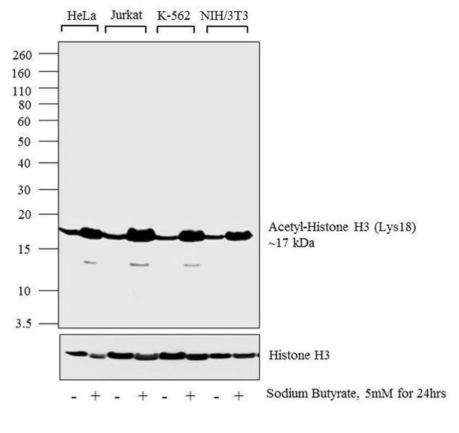 H3K18ac Antibody in Western Blot (WB)