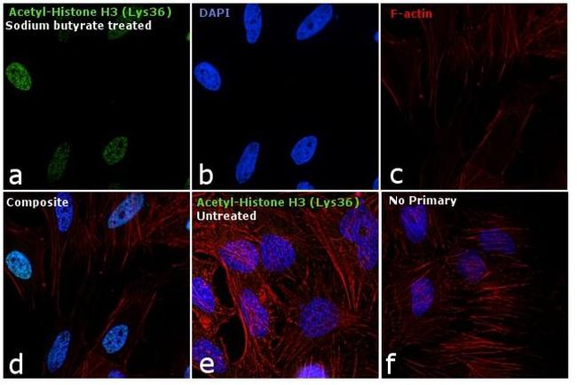 H3K36ac Antibody