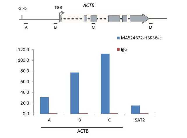 H3K36ac Antibody in ChIP Assay (ChIP)