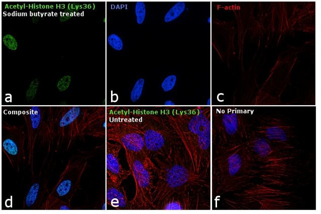 H3K36ac Antibody in Immunocytochemistry (ICC/IF)