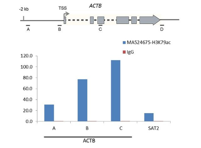 H3K79ac Antibody in ChIP Assay (ChIP)