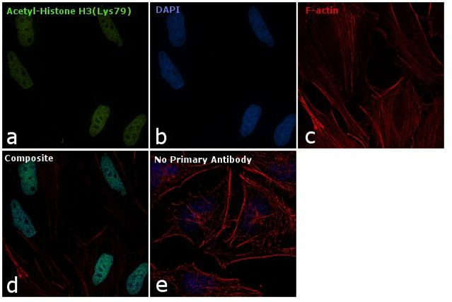 H3K79ac Antibody in Immunocytochemistry (ICC/IF)