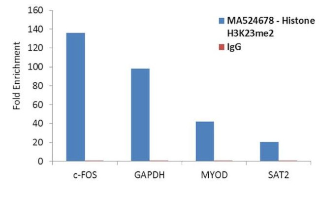 H3K23me2 Antibody in ChIP Assay (ChIP)