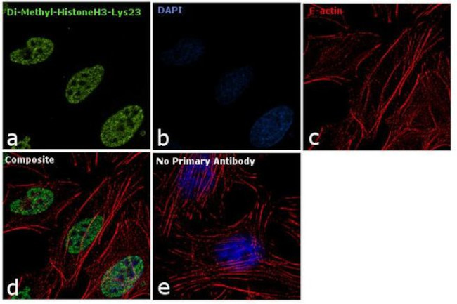 H3K23me2 Antibody in Immunocytochemistry (ICC/IF)