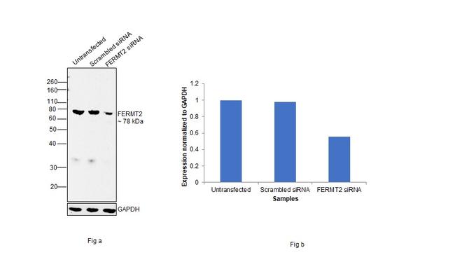 Kindlin 2 Antibody in Western Blot (WB)