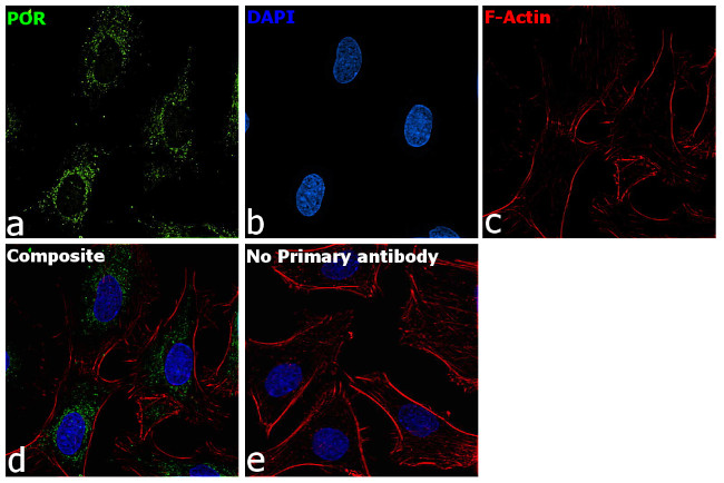 Cytochrome P450 Reductase Antibody in Immunocytochemistry (ICC/IF)