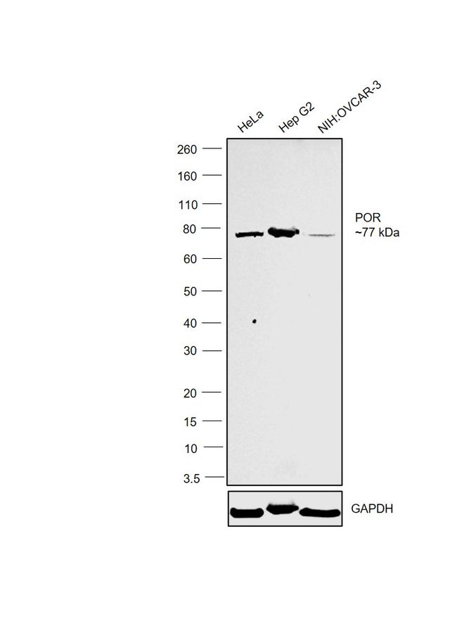 Cytochrome P450 Reductase Antibody in Western Blot (WB)