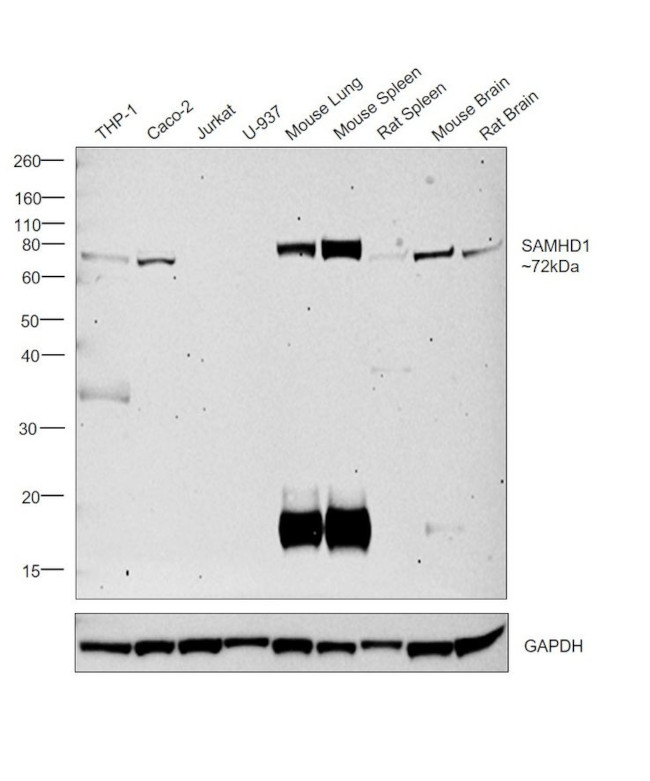 SAMHD1 Antibody