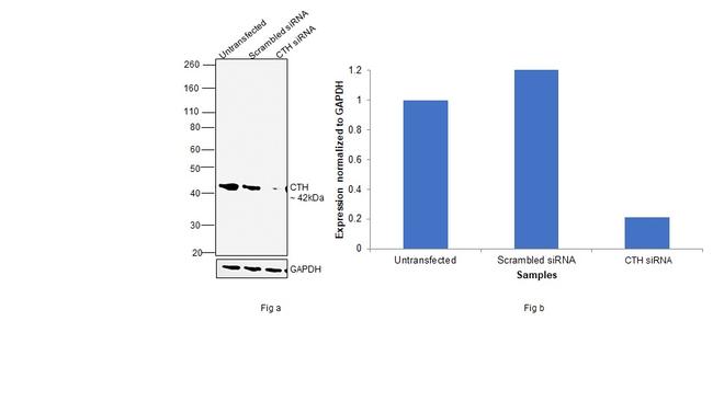 CTH Antibody in Western Blot (WB)