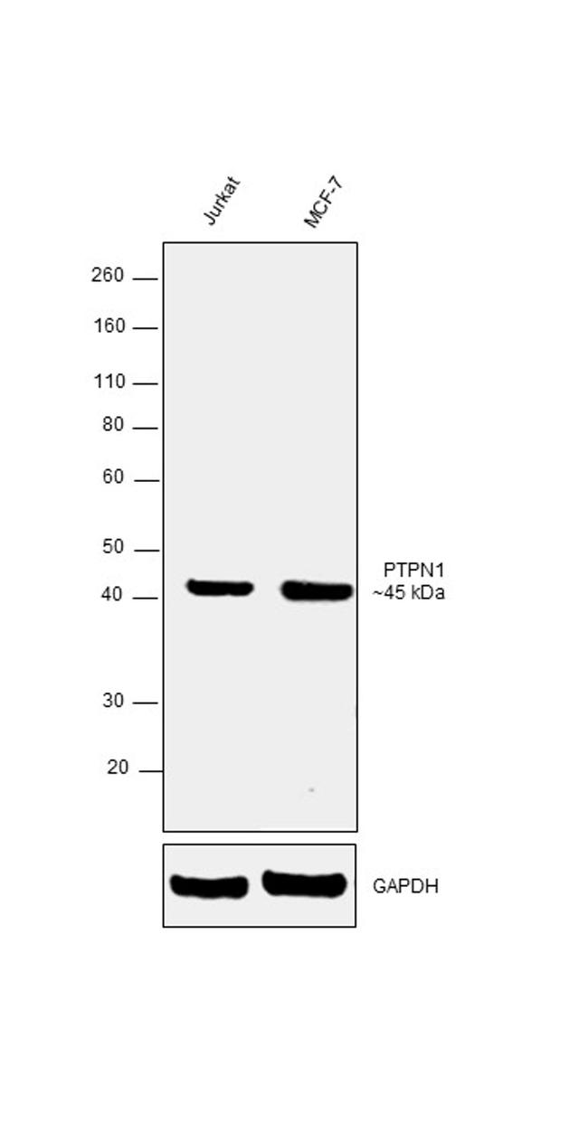 PTP1B Antibody in Western Blot (WB)