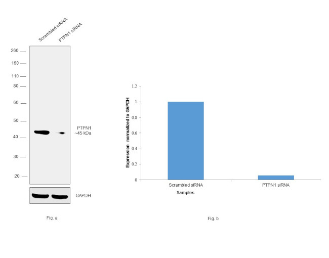 PTP1B Antibody