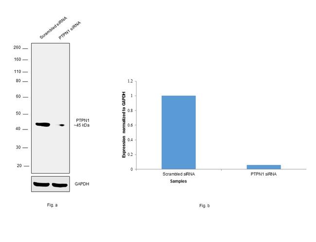 PTP1B Antibody in Western Blot (WB)