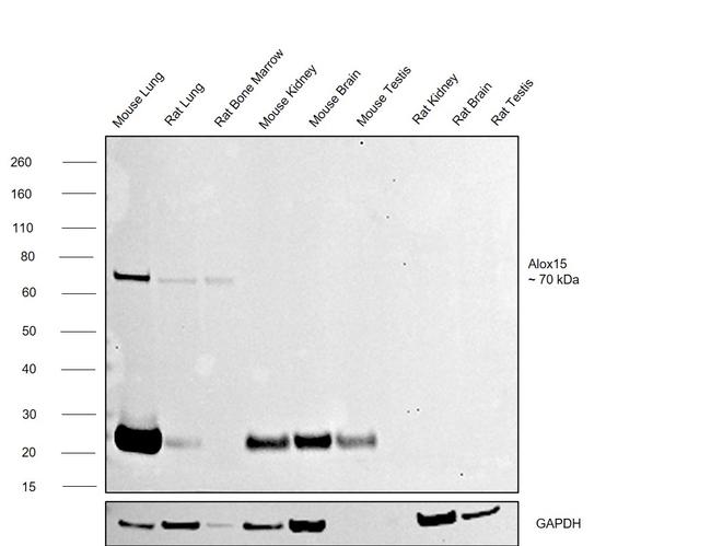 ALOX15 Antibody in Western Blot (WB)