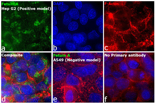 Fetuin A Antibody in Immunocytochemistry (ICC/IF)