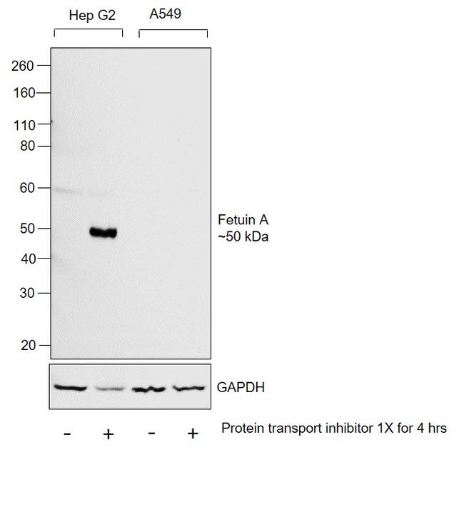 Fetuin A Antibody in Western Blot (WB)