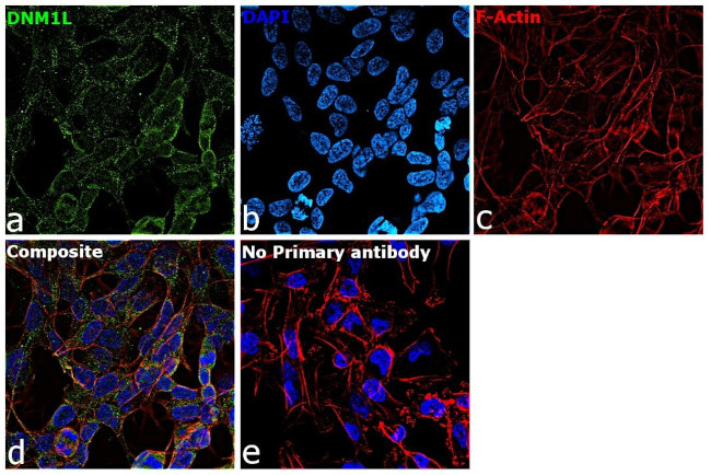 DNM1L Antibody in Immunocytochemistry (ICC/IF)