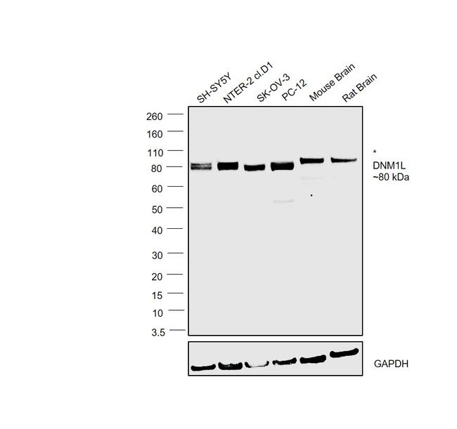 DNM1L Antibody in Western Blot (WB)