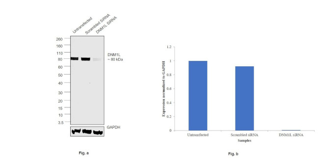 DNM1L Antibody