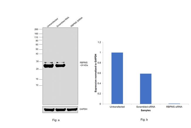 RBPMS Antibody in Western Blot (WB)