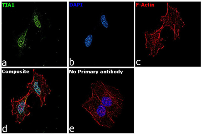TIA-1 Antibody in Immunocytochemistry (ICC/IF)
