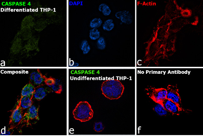 Caspase 4 Monoclonal Antibody (OTI4A2)