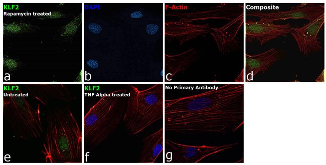 KLF2 Antibody