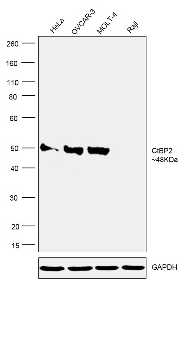 CtBP2 Antibody