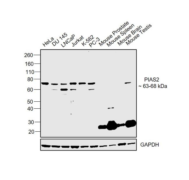 PIAS2 Antibody in Western Blot (WB)