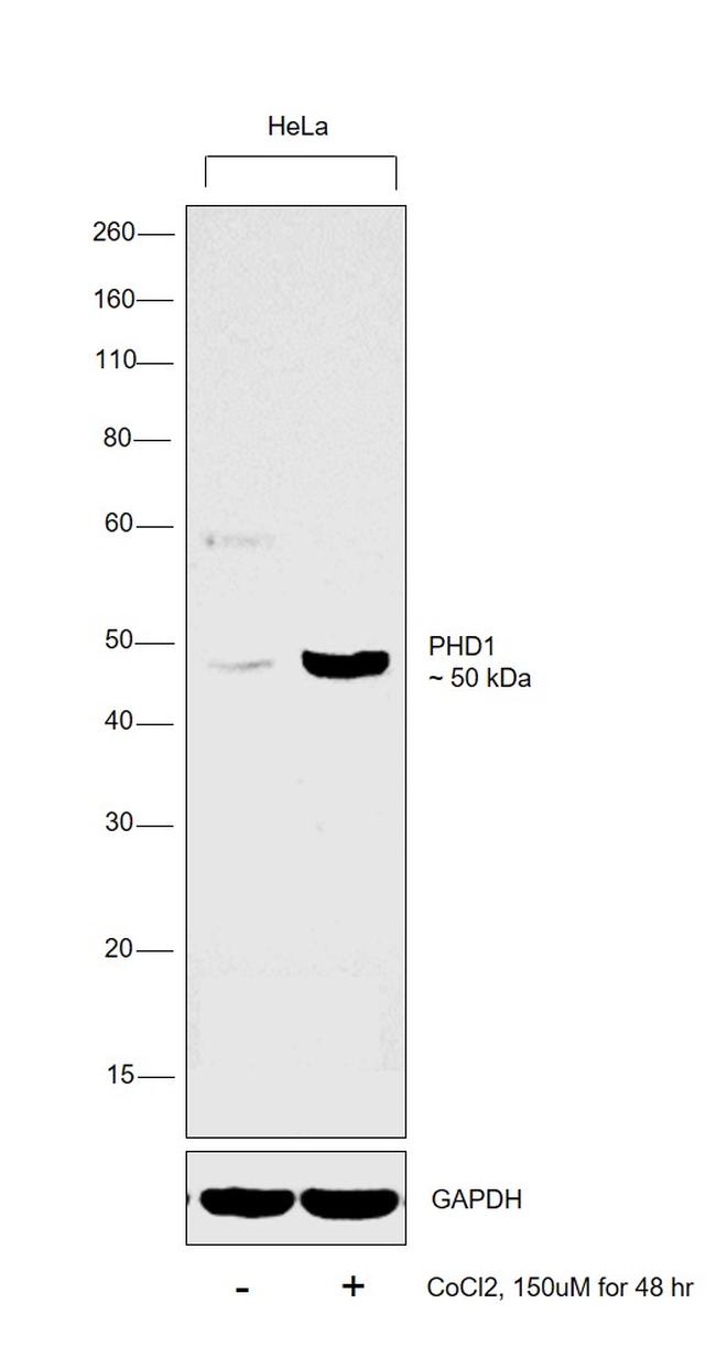 PHD1 Antibody