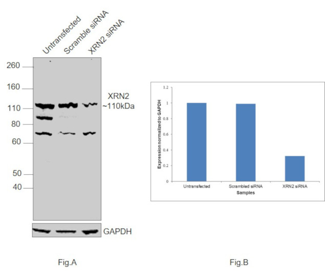 XRN2 Antibody