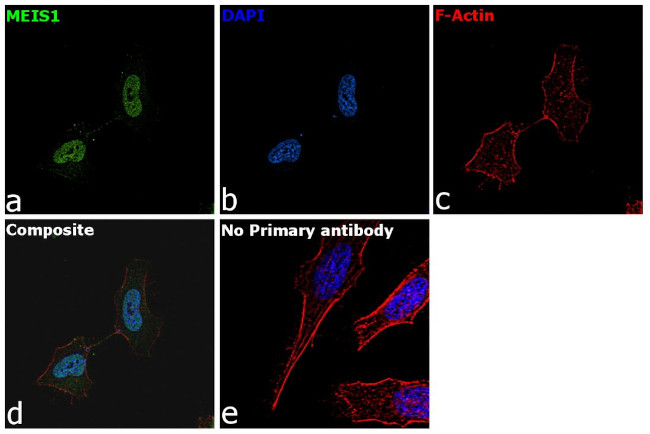 MEIS1 Antibody in Immunocytochemistry (ICC/IF)