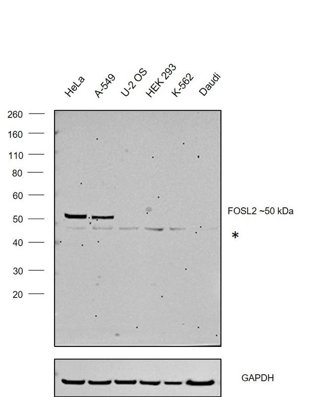 Fra2 Antibody in Western Blot (WB)