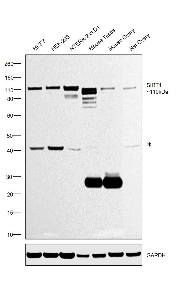 SIRT1 Antibody in Western Blot (WB)