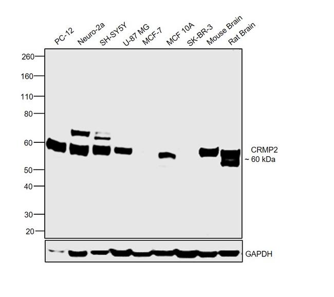 CRMP2 Antibody in Western Blot (WB)