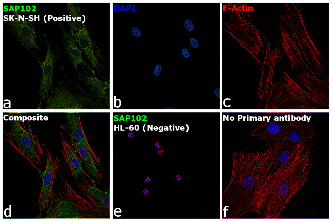 SAP102 Antibody